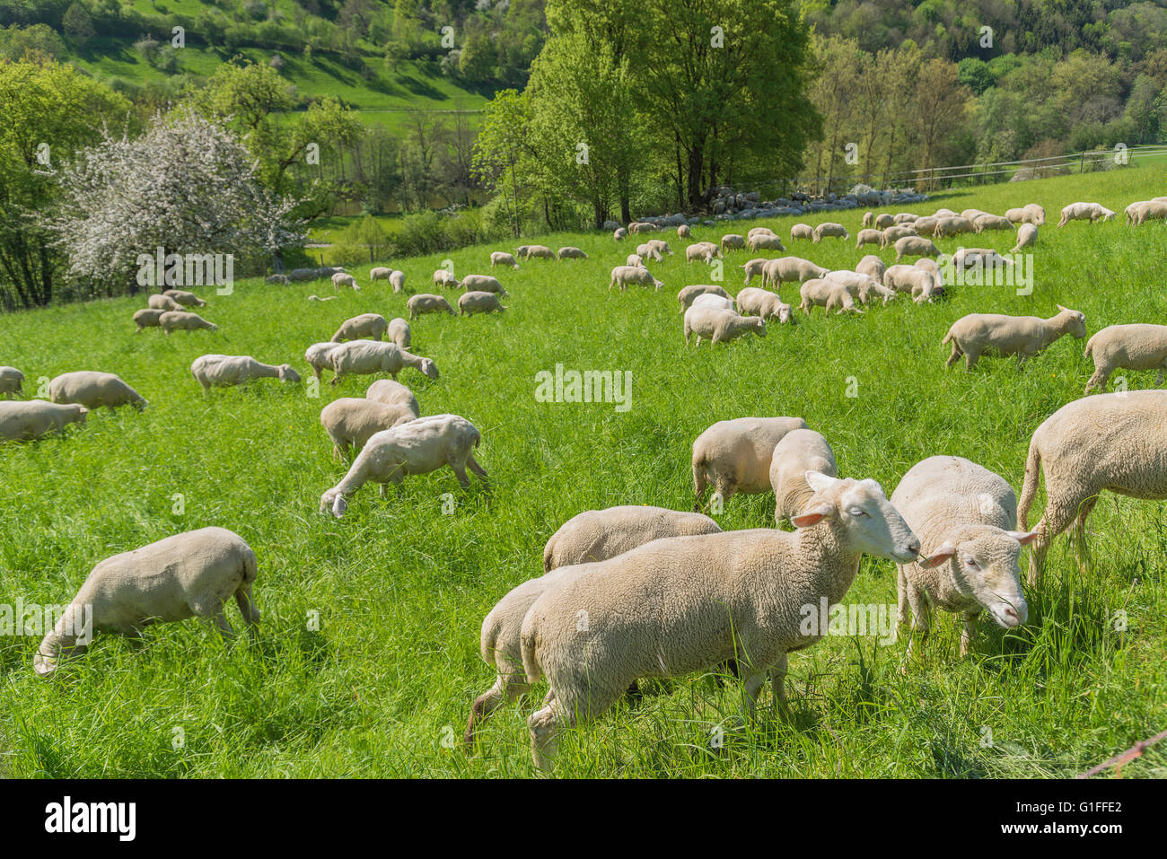 sunny idyllic spring time scenery including a flock of sheep on a meadow in Southern Germany Stock Photo