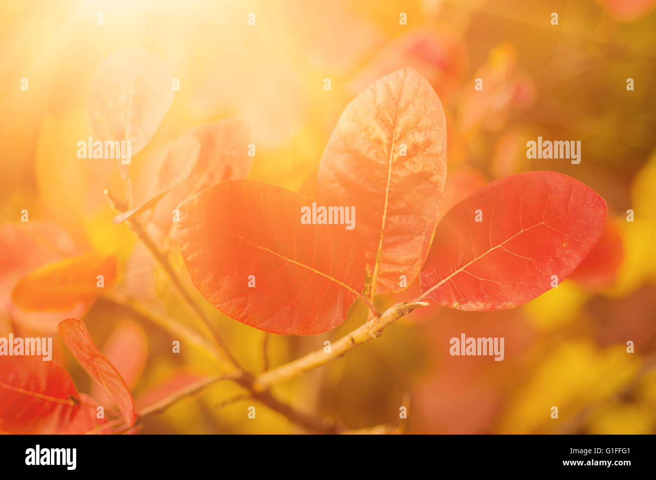 Autumn tree branch Stock Photo - Alamy