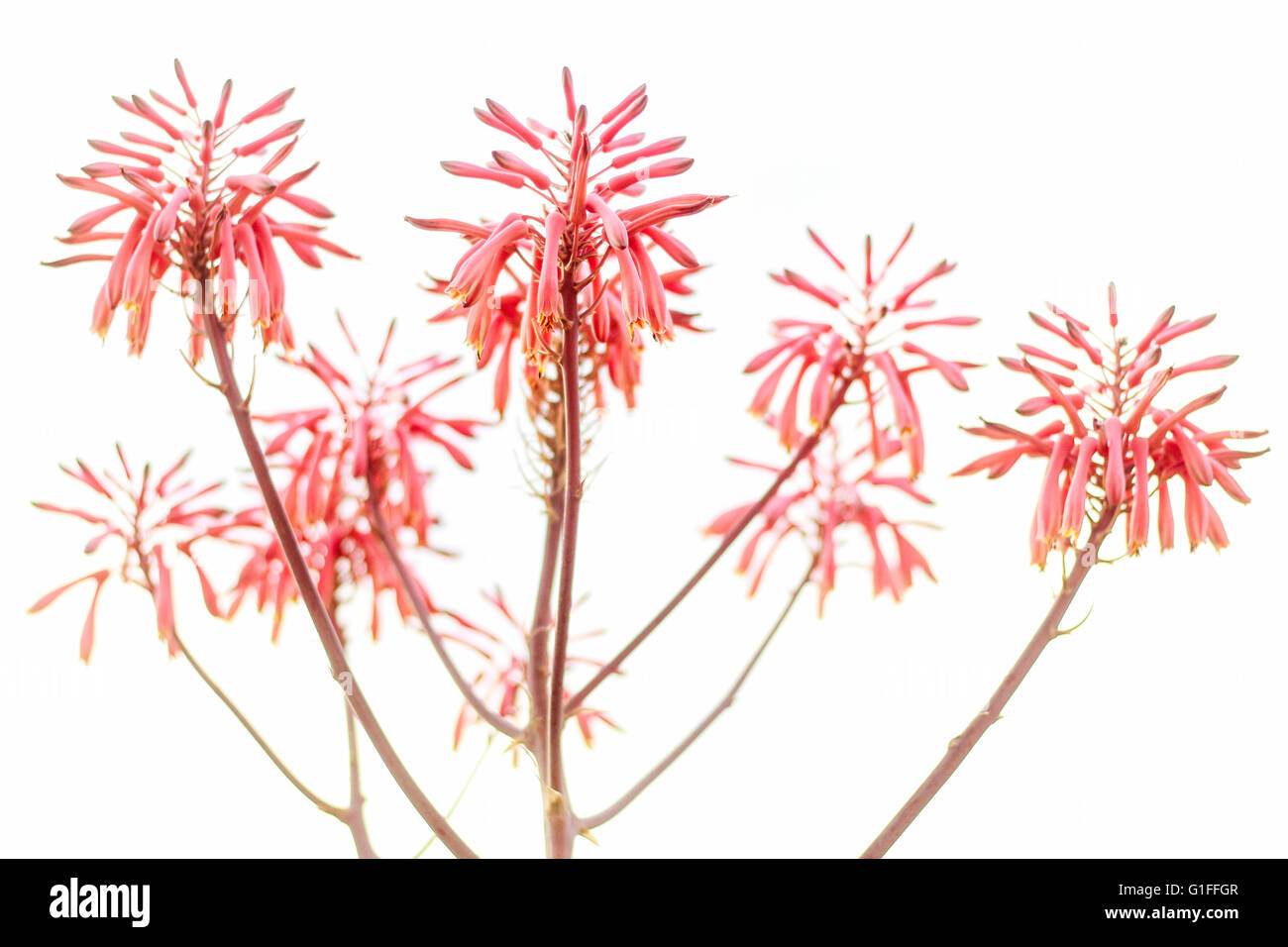 Aloe Vera Flower Stock Photo