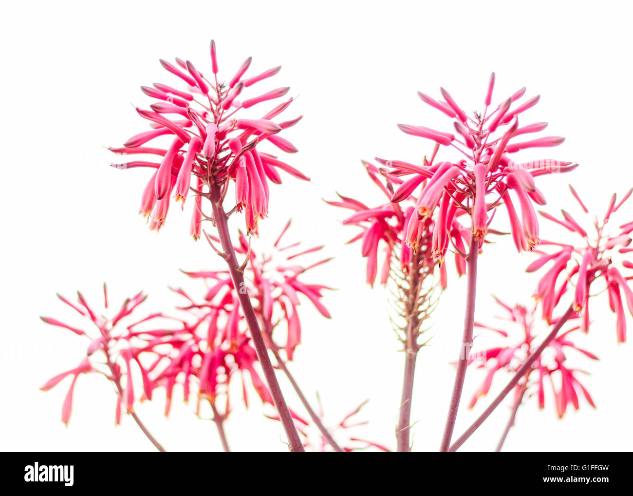 Aloe Vera Flower Stock Photo