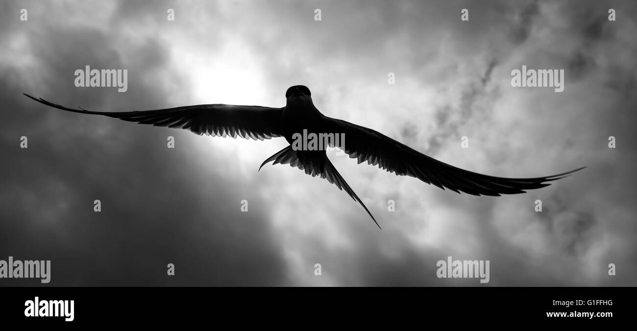 silhouettes of arctic terns Stock Photo