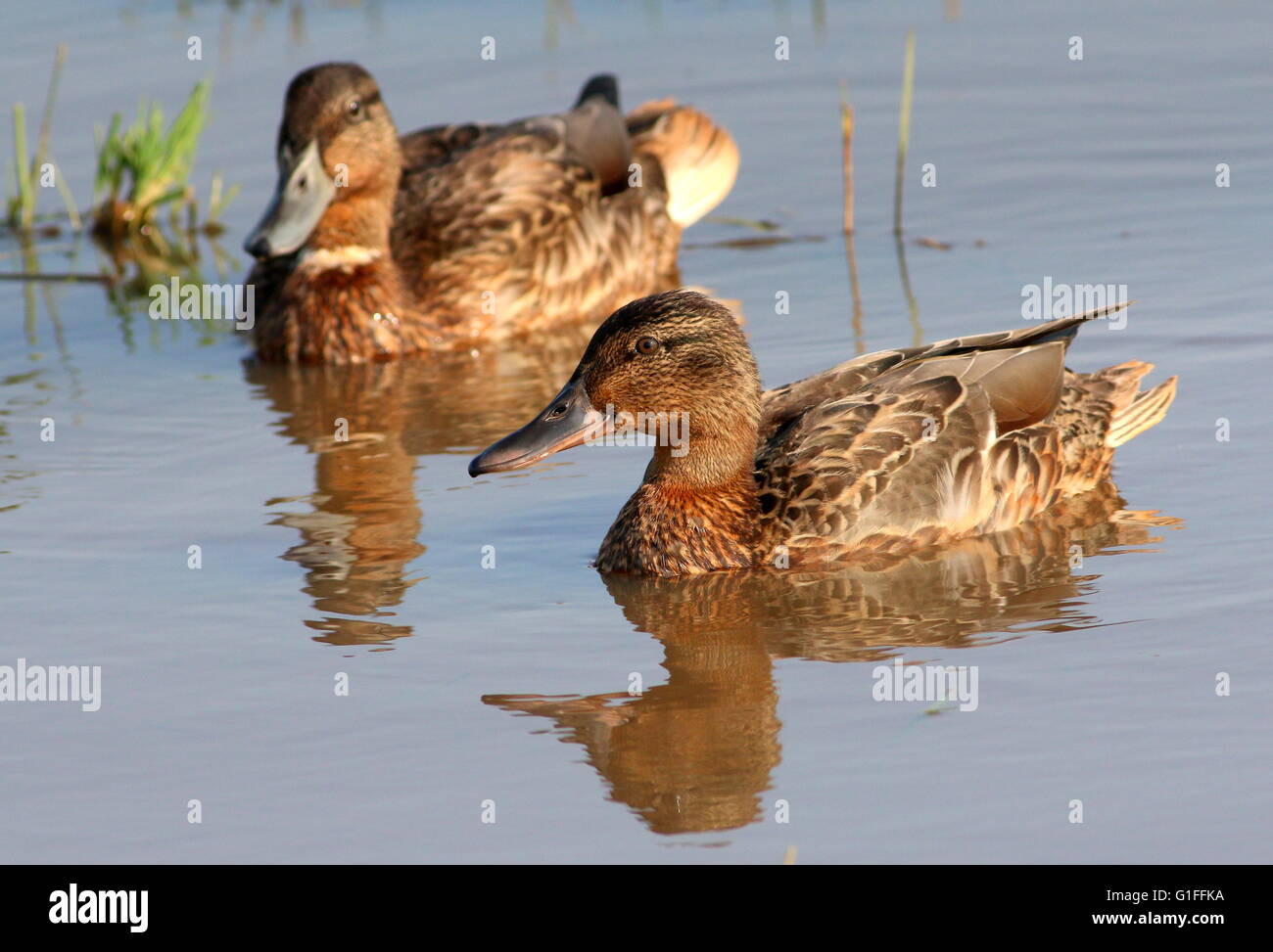 Immature female and male mallard ducks (Anas platyrhynchos) swimming at close range, low point of view Stock Photo