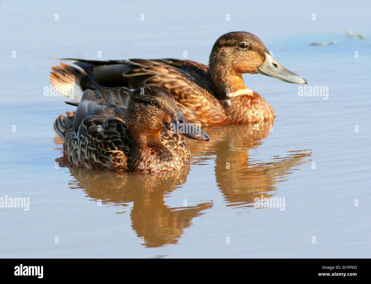 Immature female and male mallard ducks (Anas platyrhynchos) swimming at close range, low point of view Stock Photo
