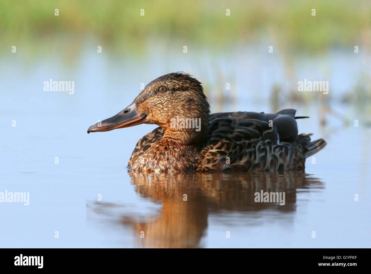 Female mallard duck (Anas platyrhynchos) swimming at close range, low point of view Stock Photo