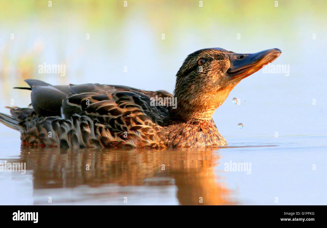 Female mallard duck (Anas platyrhynchos) swimming and feeding at close range, low point of view Stock Photo