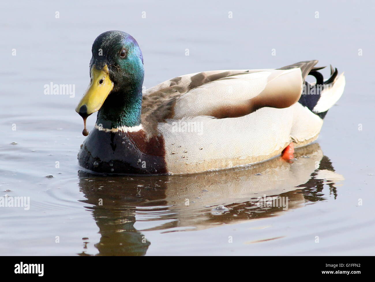 Male mallard duck ( Anas platyrhynchos) swimming at close range, muddy droplet hanging from his bill Stock Photo