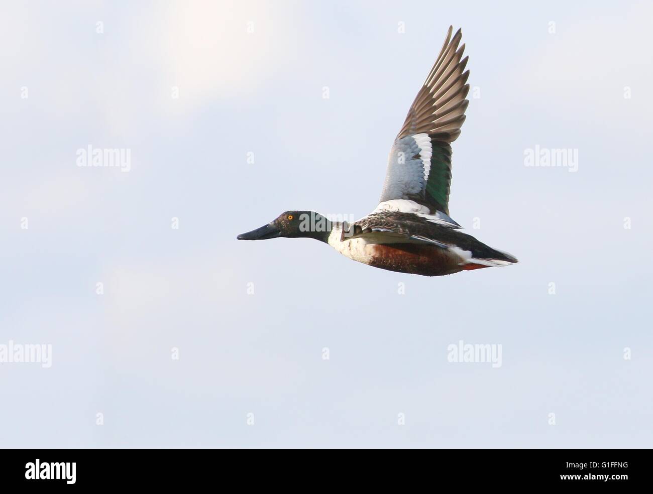 Male European Northern Shoveler duck (Anas clypeata) in flight Stock Photo