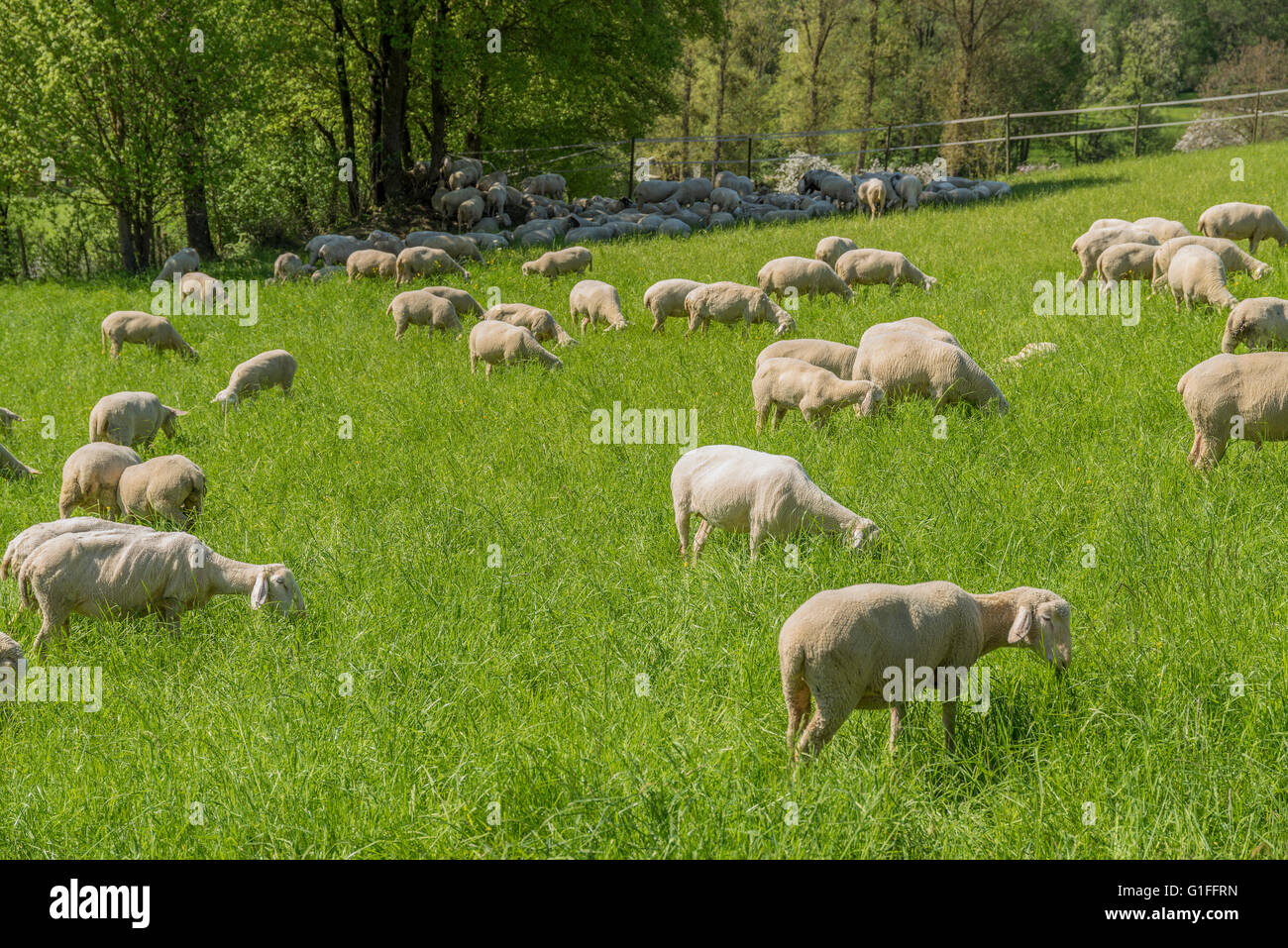 sunny idyllic spring time scenery including a flock of sheep on a meadow in Southern Germany Stock Photo