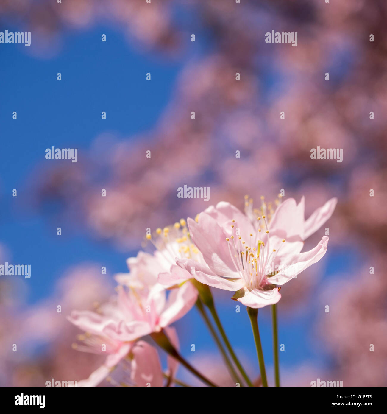 Pink Cherry Tree Flowers Stock Photo - Alamy