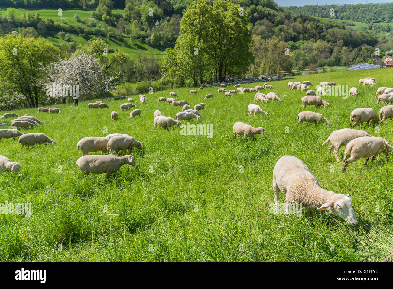 sunny idyllic spring time scenery including a flock of sheep on a meadow in Southern Germany Stock Photo