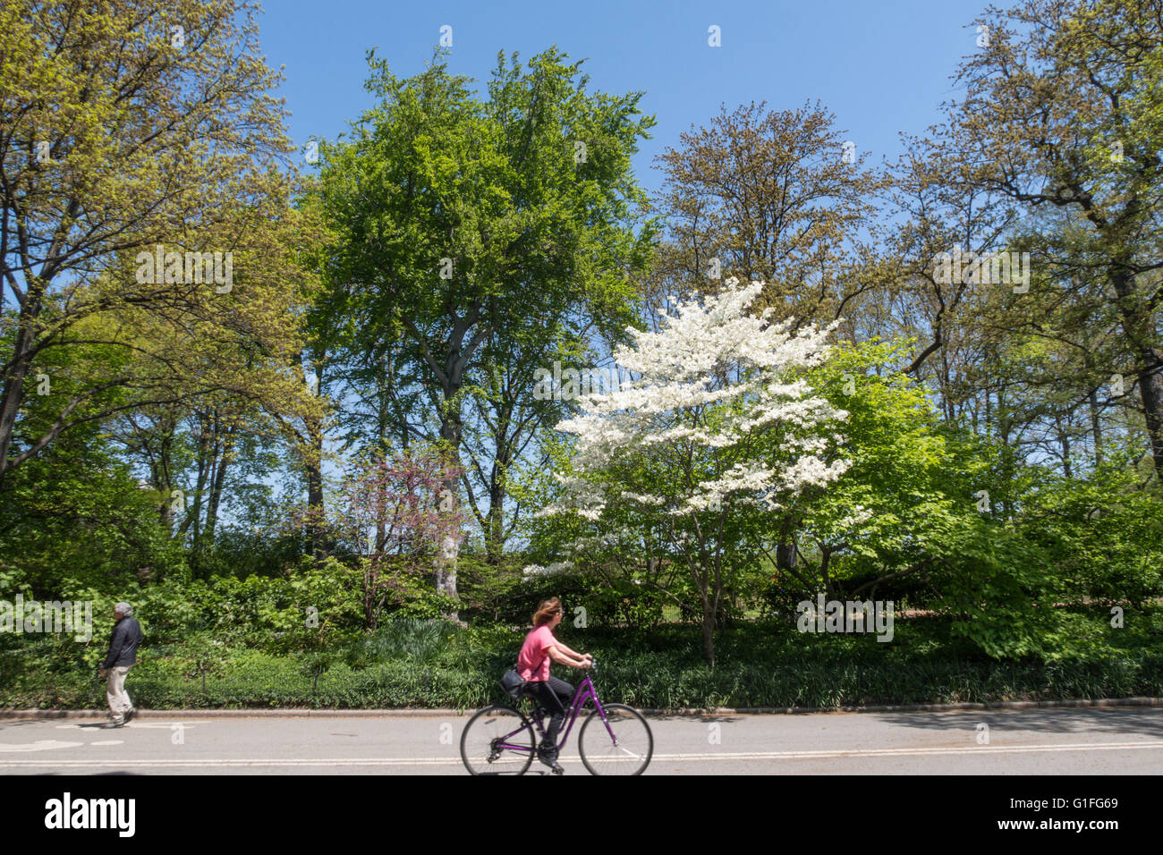 Bicyclist, East Drive, Central Park, NYC Stock Photo