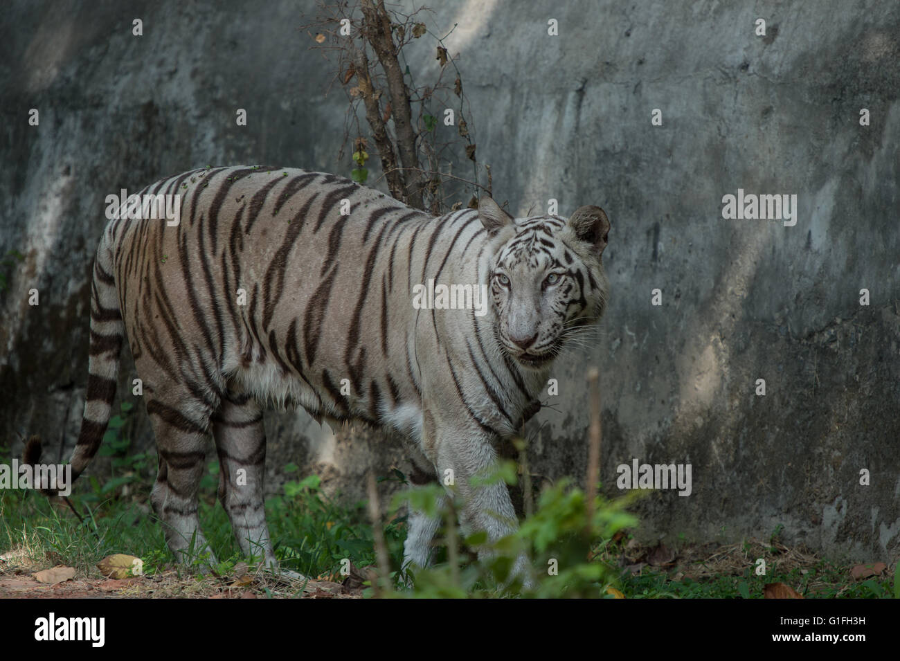 White Royal Bengal tiger (Panthera tigris tigris), Felidae, Asia Stock Photo