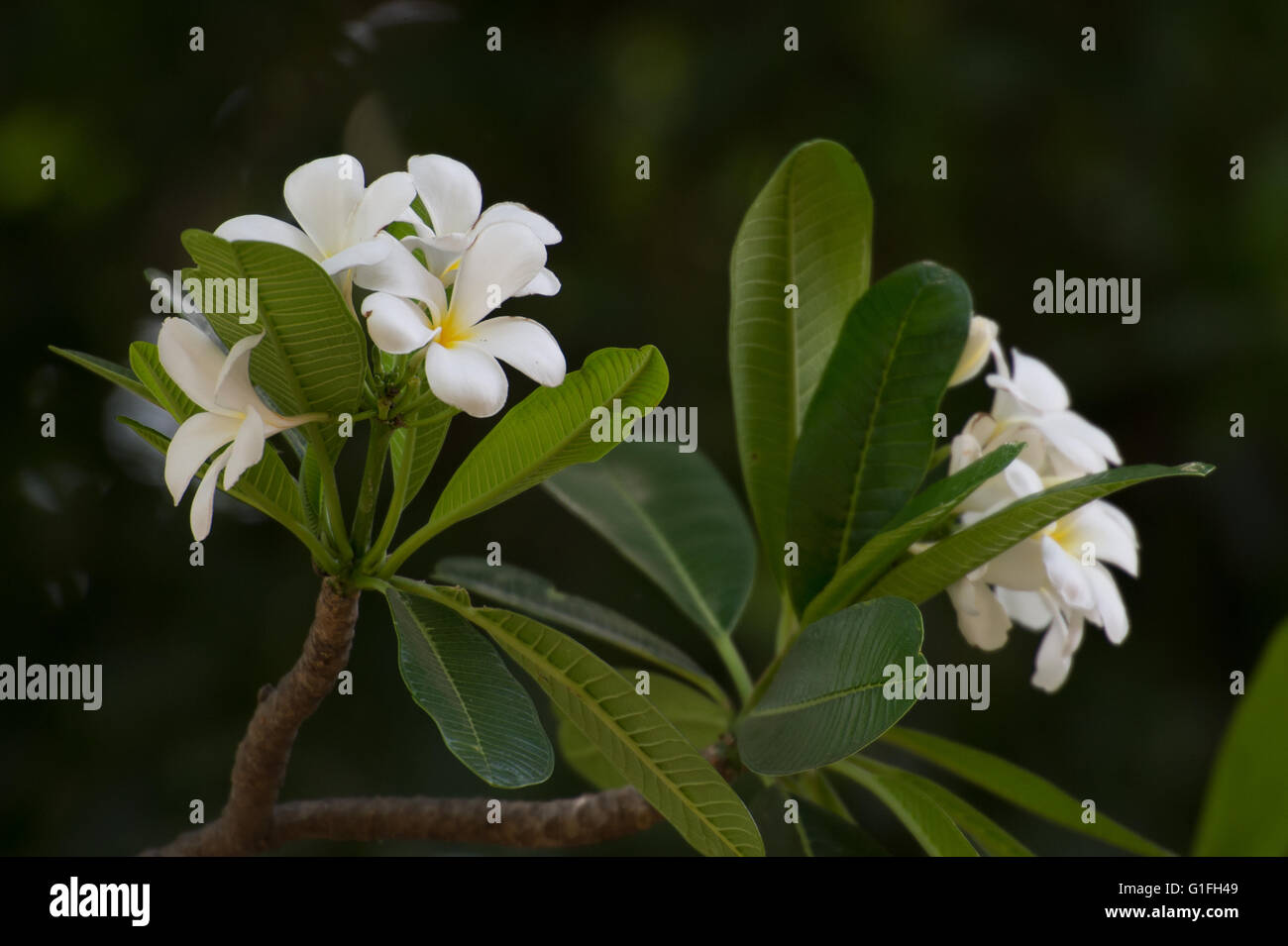Flowers of White Frangipani, Plumeria obtusa, Apocynaceae, West Indies
