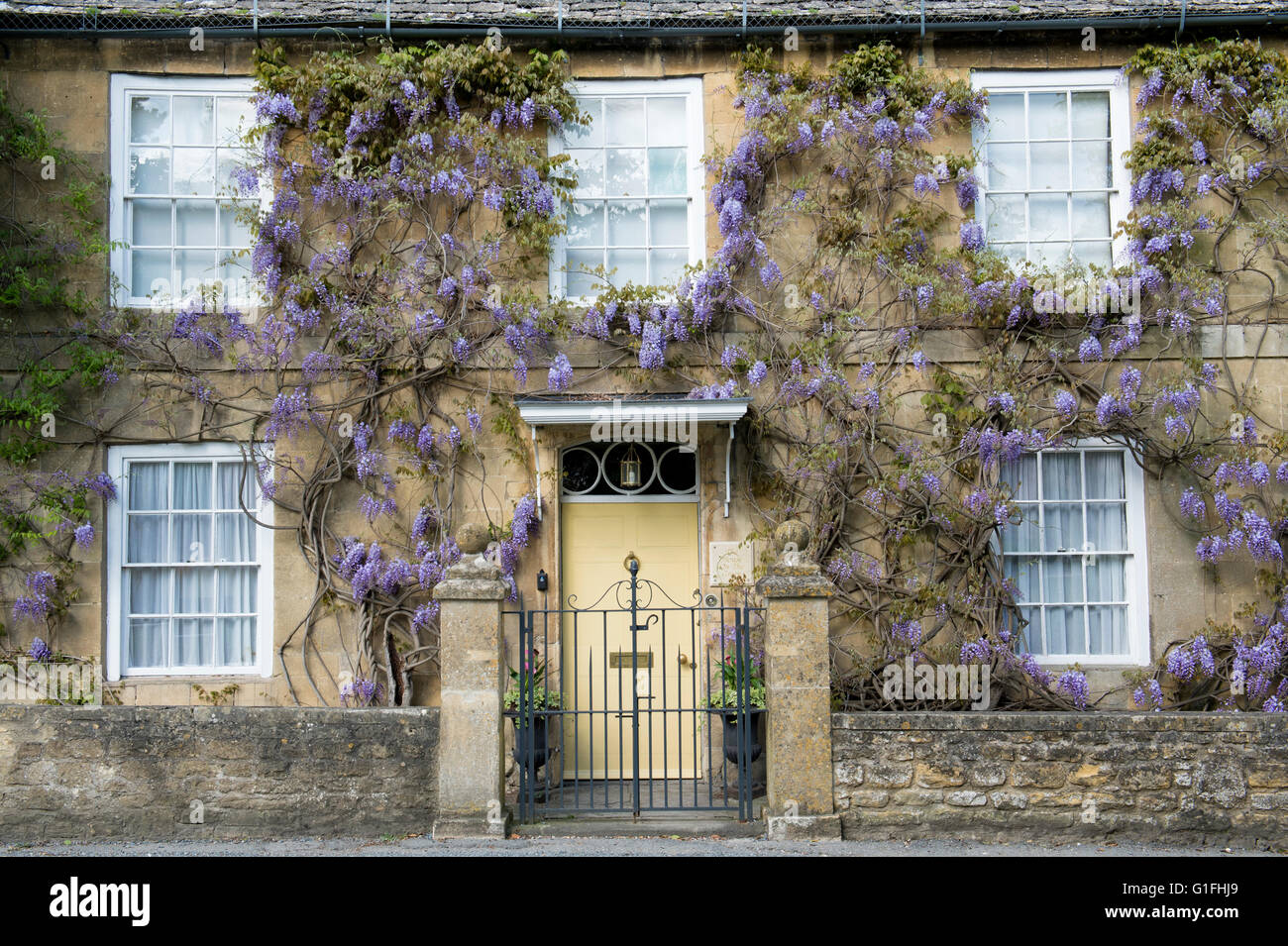 Wisteria on a cotswold stone house, Broadway, Cotswolds, Worcestershire