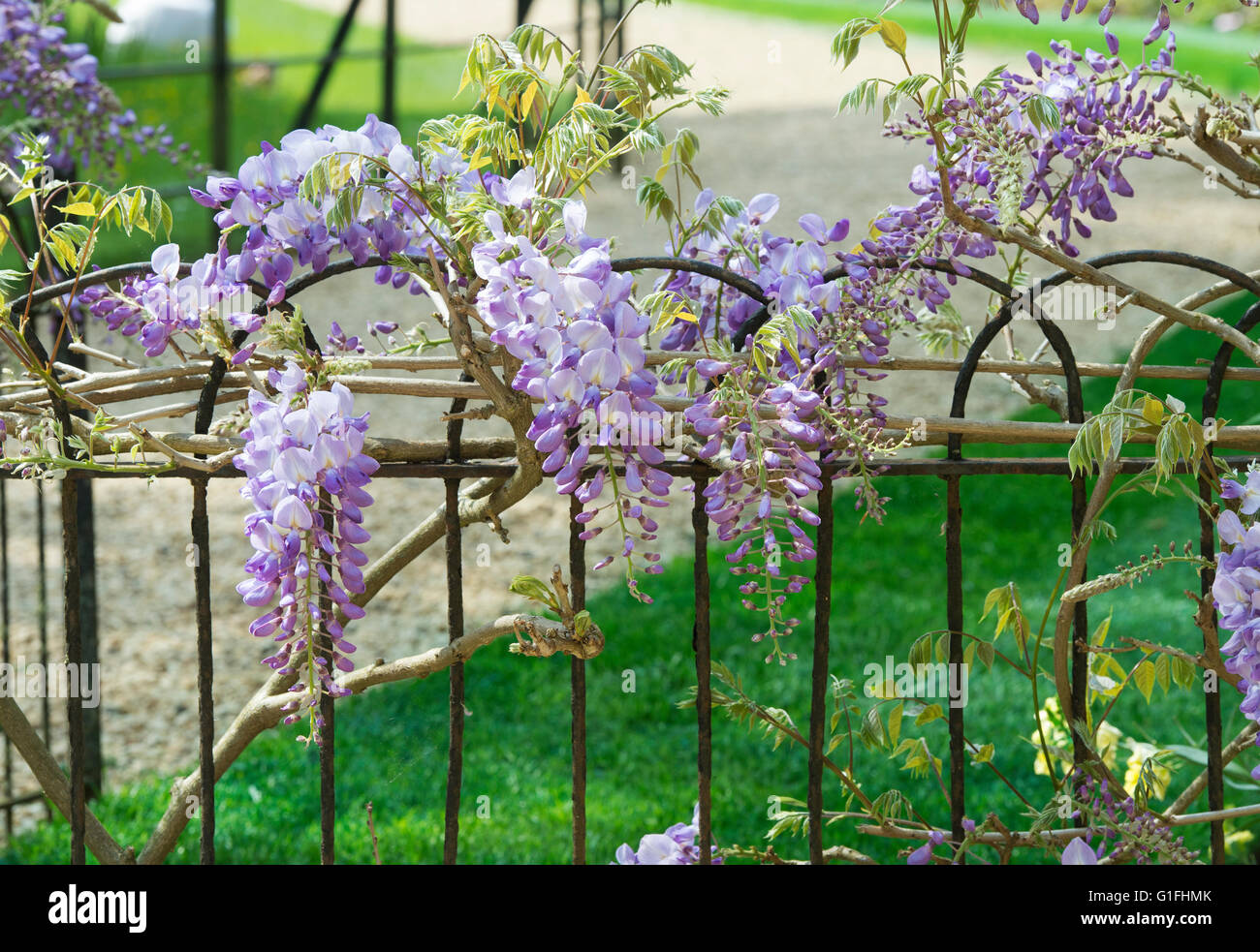 Wisteria on a wrought iron fence in Worcester college. Oxford, UK Stock Photo