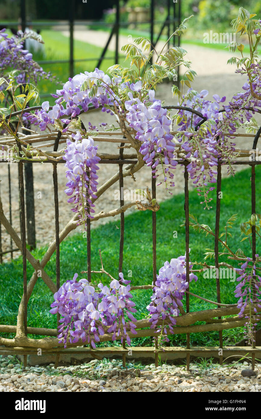 Wisteria on a wrought iron fence in Worcester college. Oxford, UK Stock Photo
