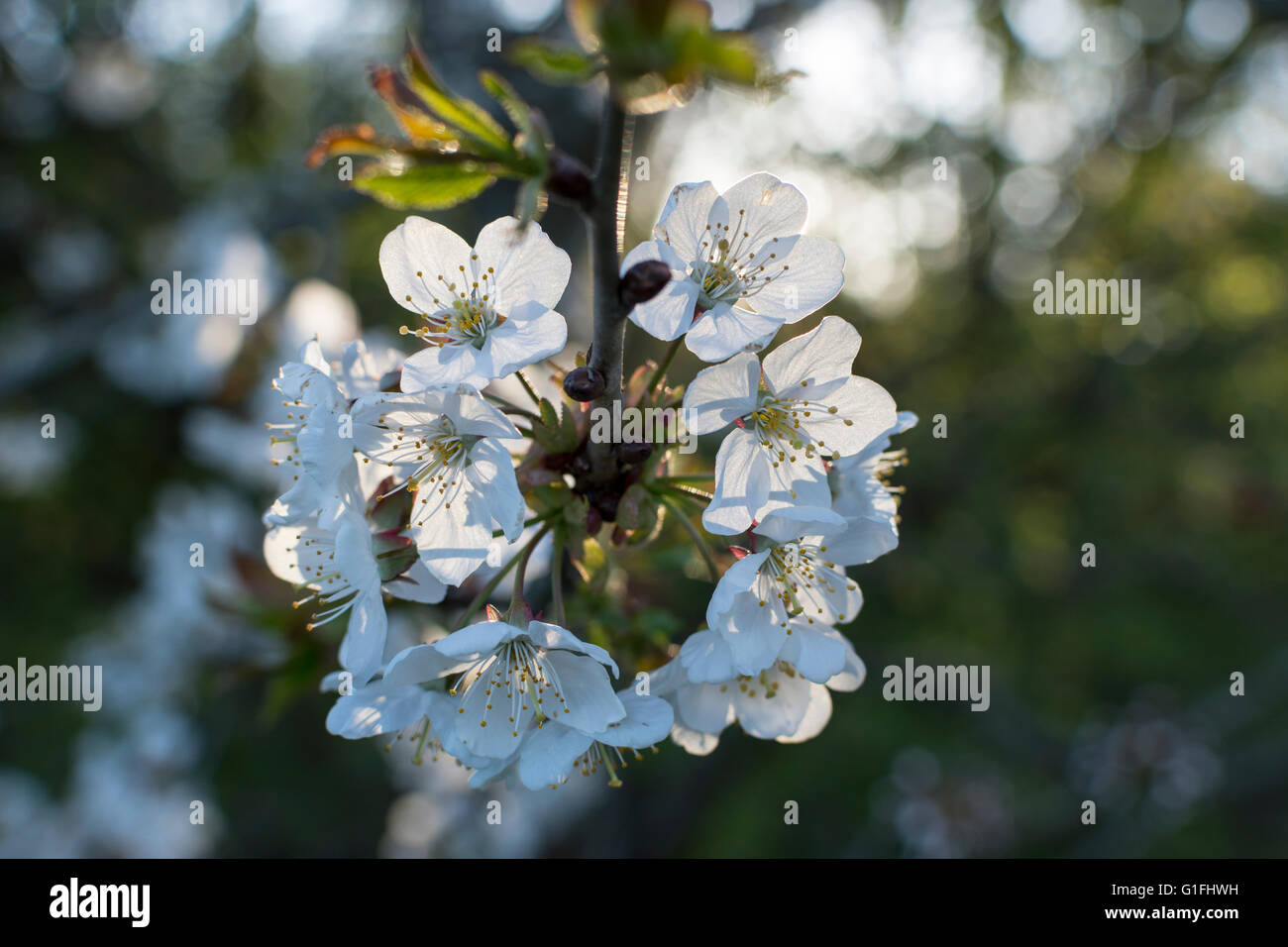 Bird Cherry (Prunus padus) blossoms in springtime. This is a small wild native British tree Stock Photo