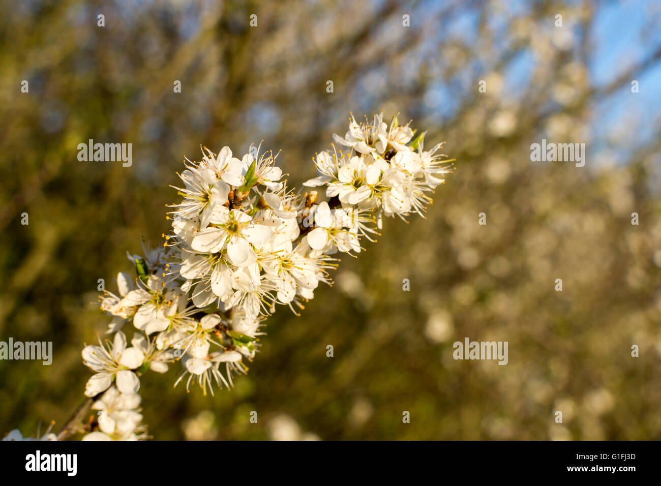 Common Hawthorn (Crataegus monogyna) tree in full blossom during early spring Stock Photo