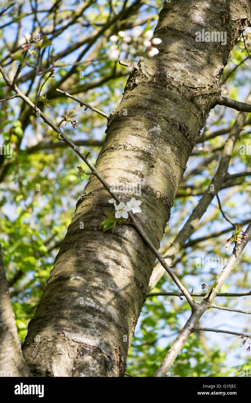 Bird Cherry (Prunus padus) tree trunk showing the bark and blossoms Stock Photo