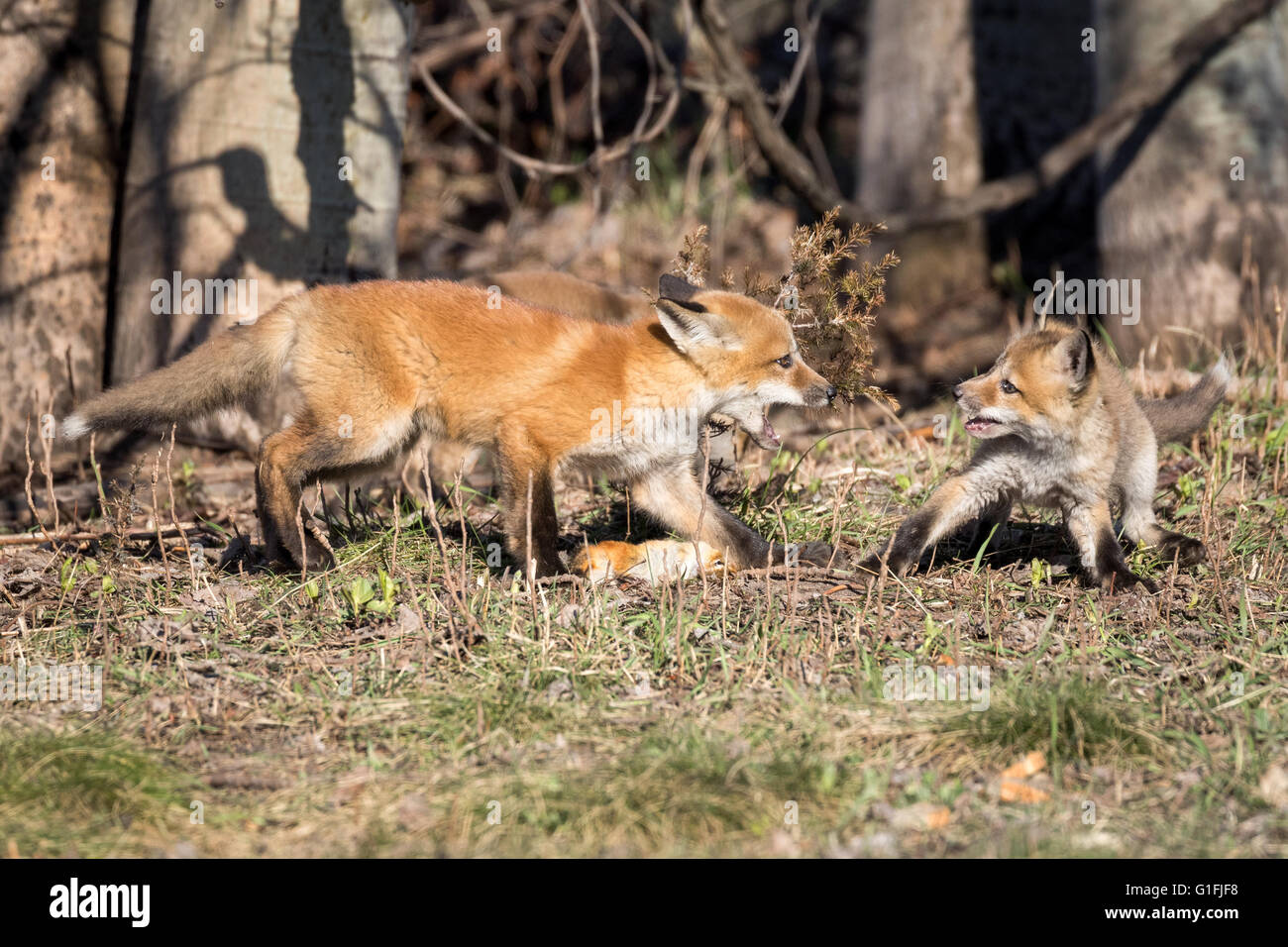 Red Fox Kit Protecting its Meal Stock Photo