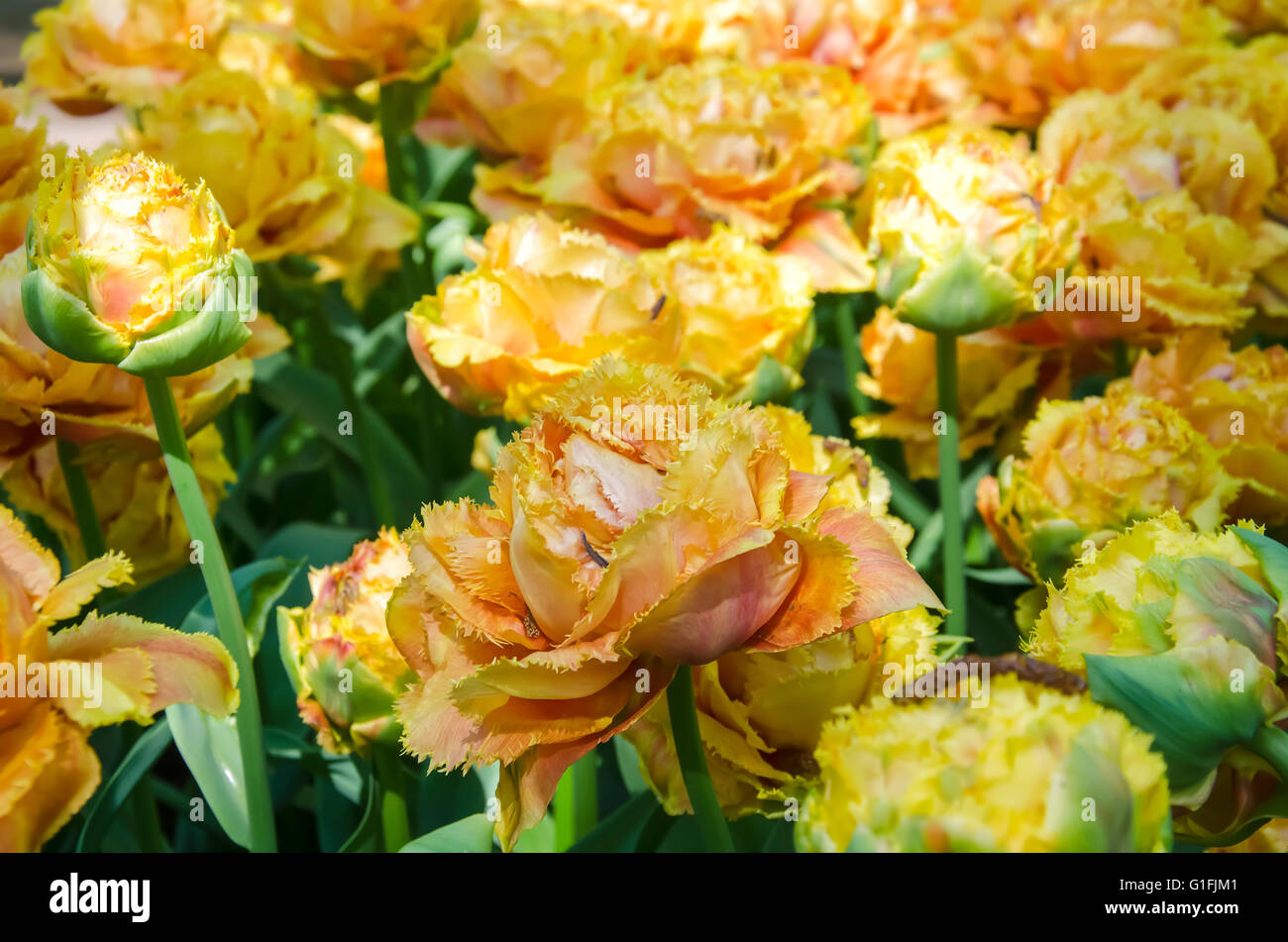 Tulips. Glade of tulips in the park. Keukenhof. Holland Stock Photo - Alamy