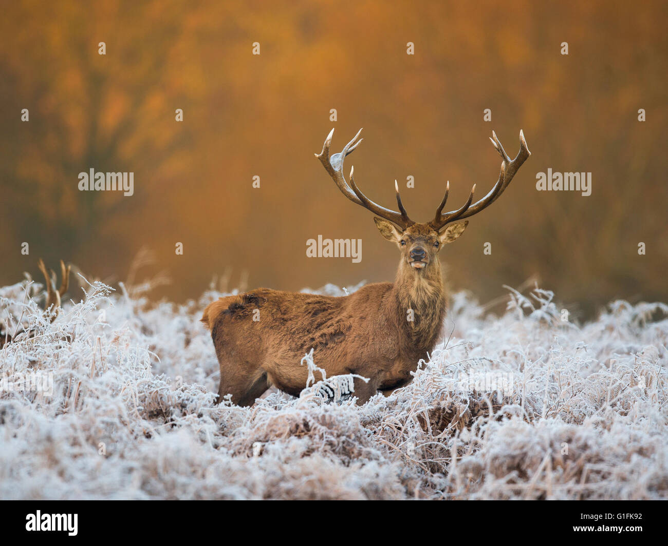 male red deer rutting Stock Photo - Alamy