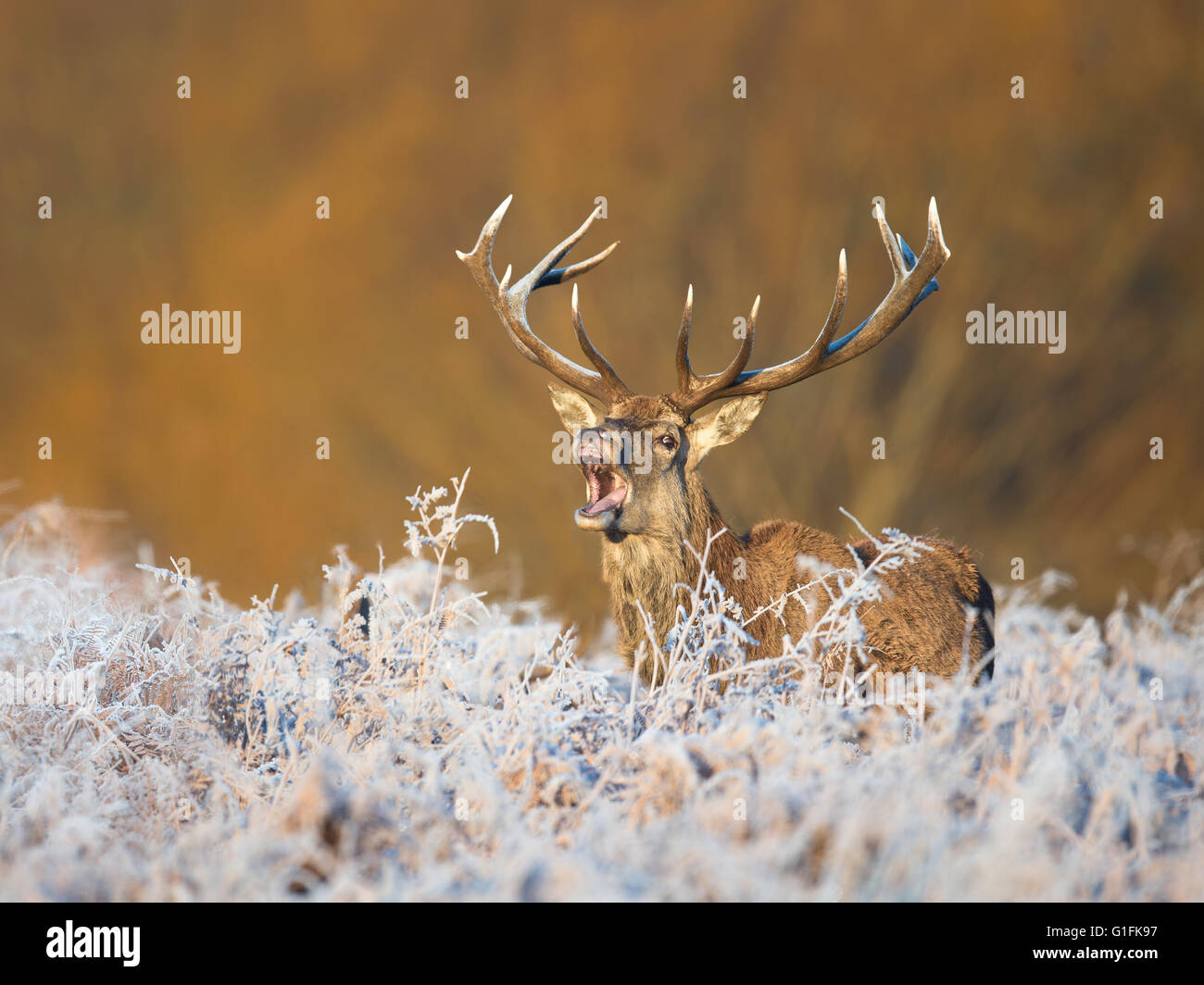 male red deer rutting Stock Photo - Alamy