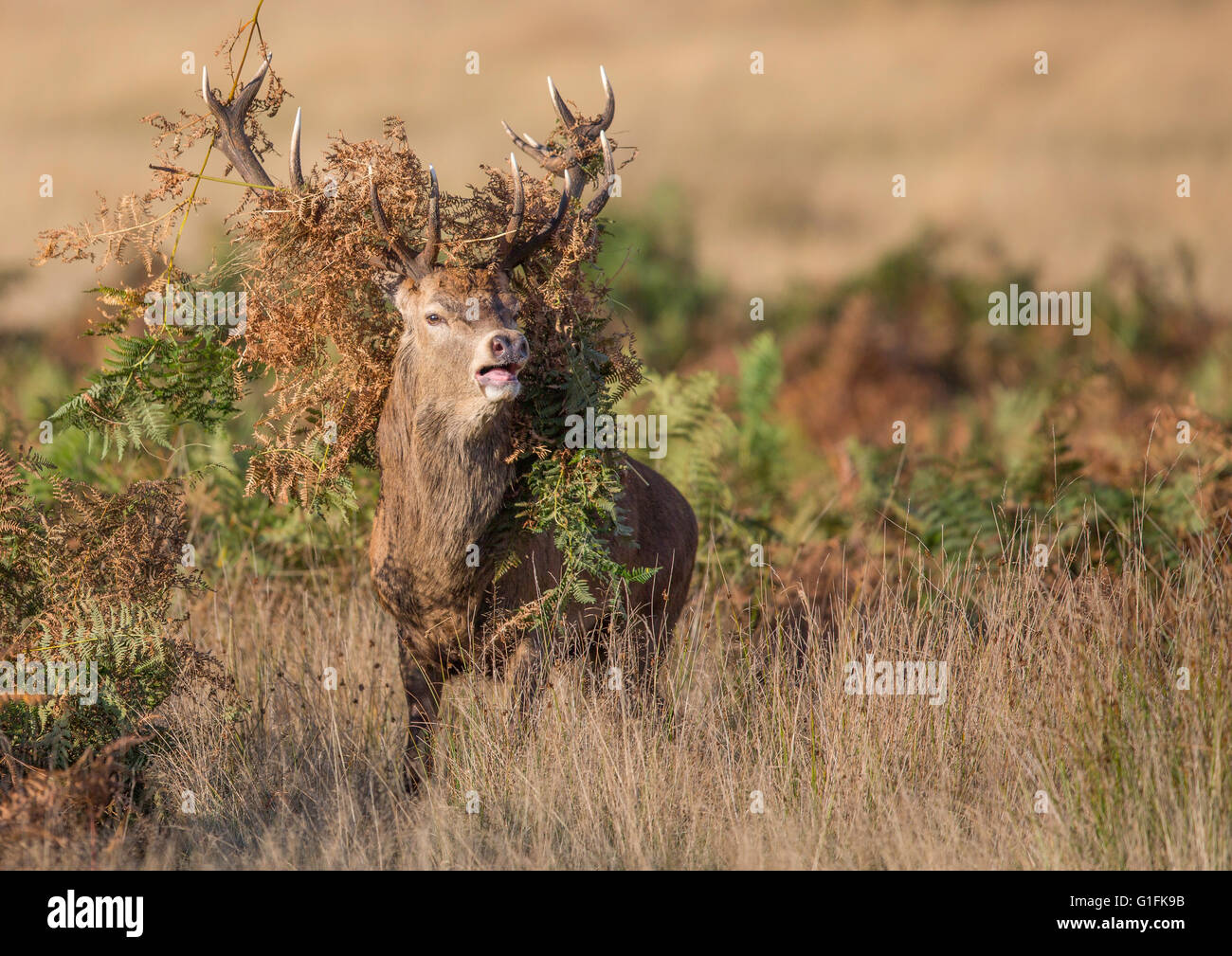 male red deer rutting Stock Photo - Alamy