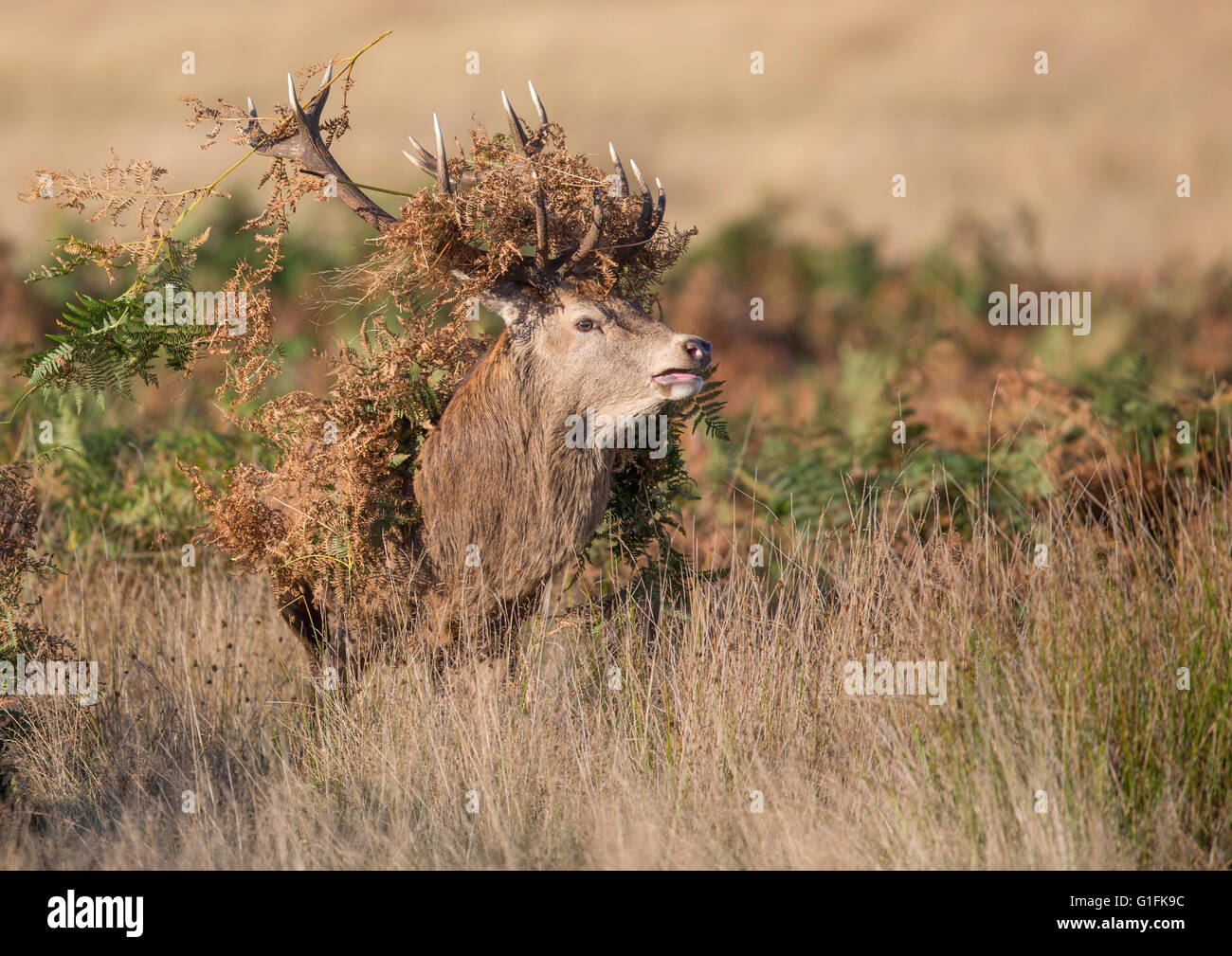 male red deer rutting Stock Photo - Alamy