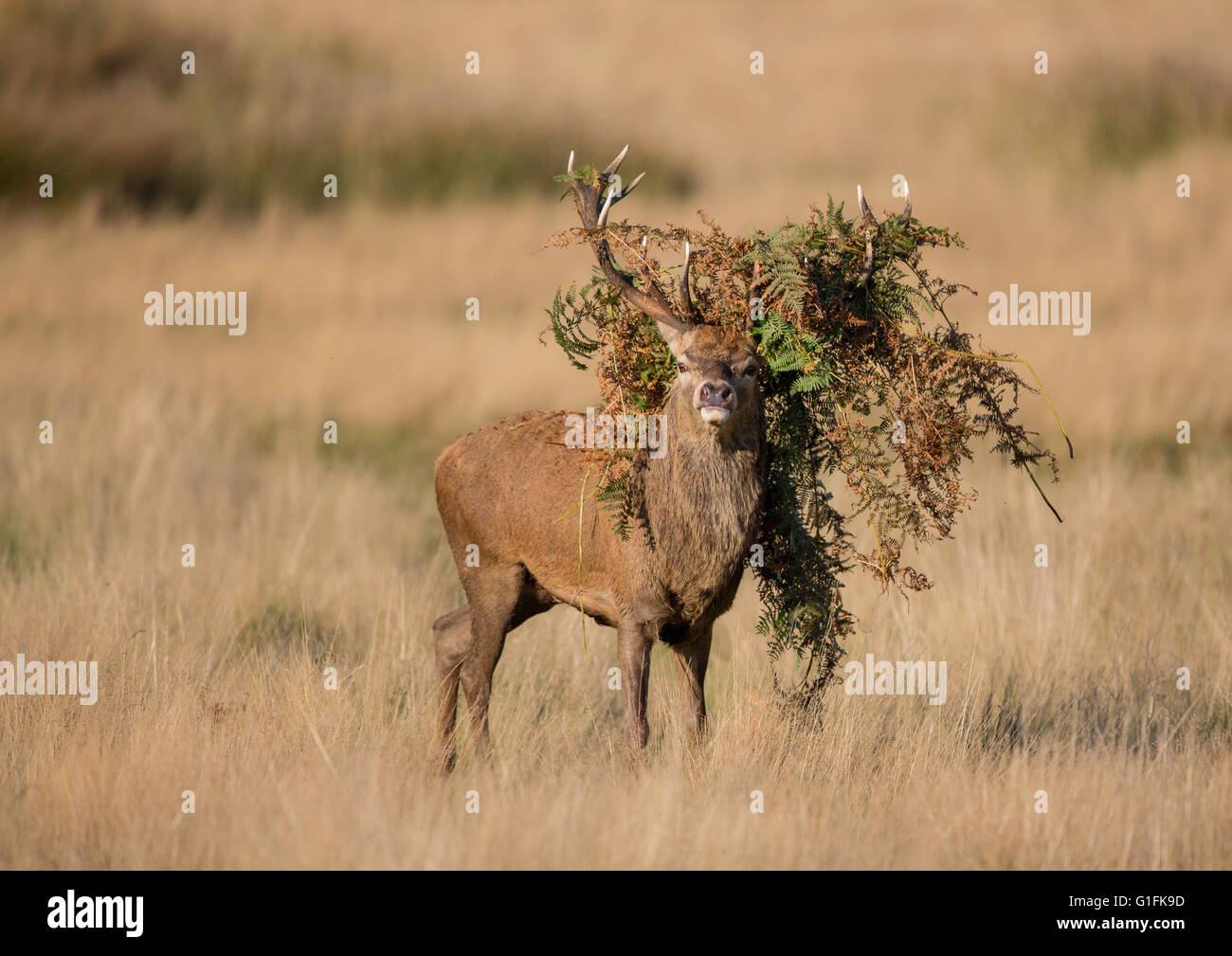 male red deer rutting Stock Photo - Alamy