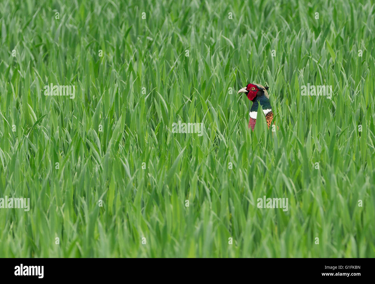 Ring-necked pheasant. Stock Photo