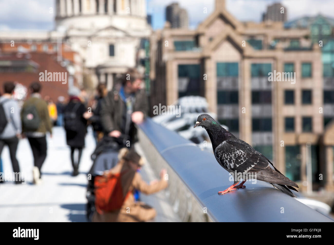 Pigeon perching on the Millennium Bridge rail with St Paul's Cathedral in the background, London, UK Stock Photo