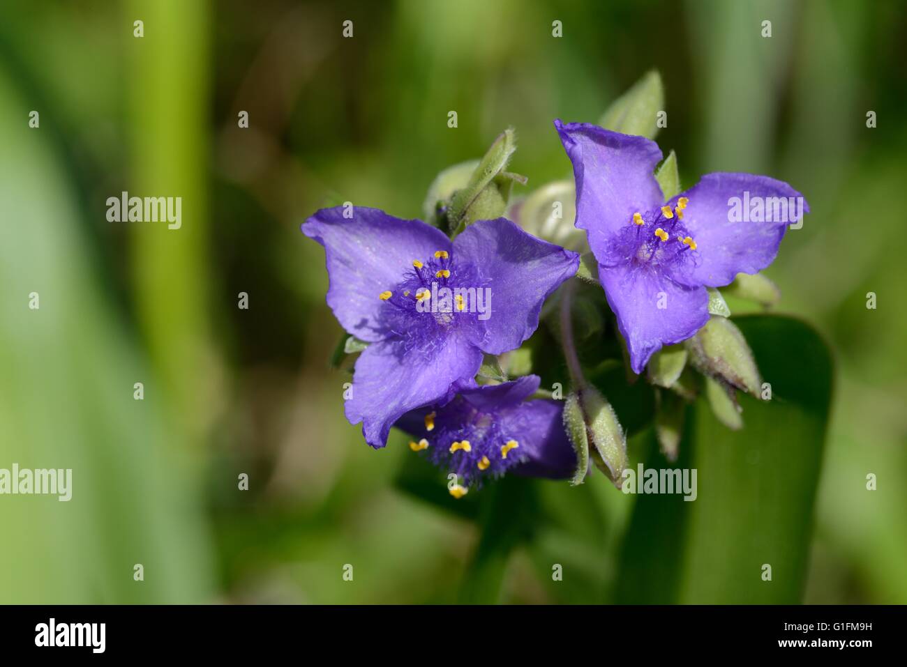 Spiderwort Stock Photo