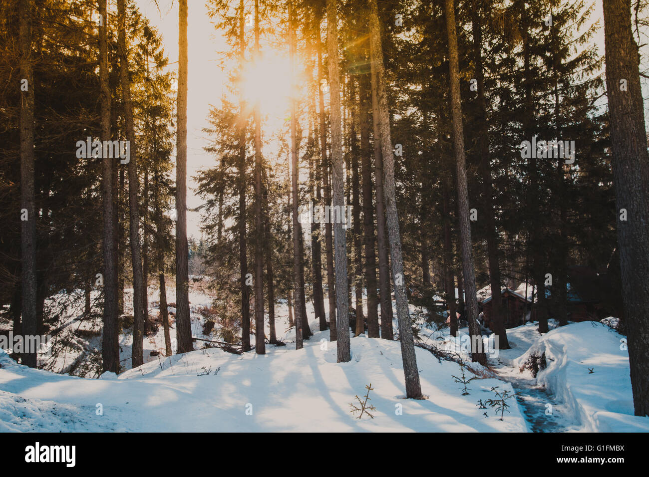 The Winter forest Stock Photo - Alamy