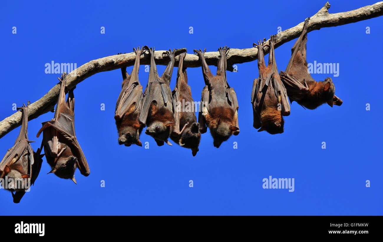 Fruit bats living in Australia Stock Photo