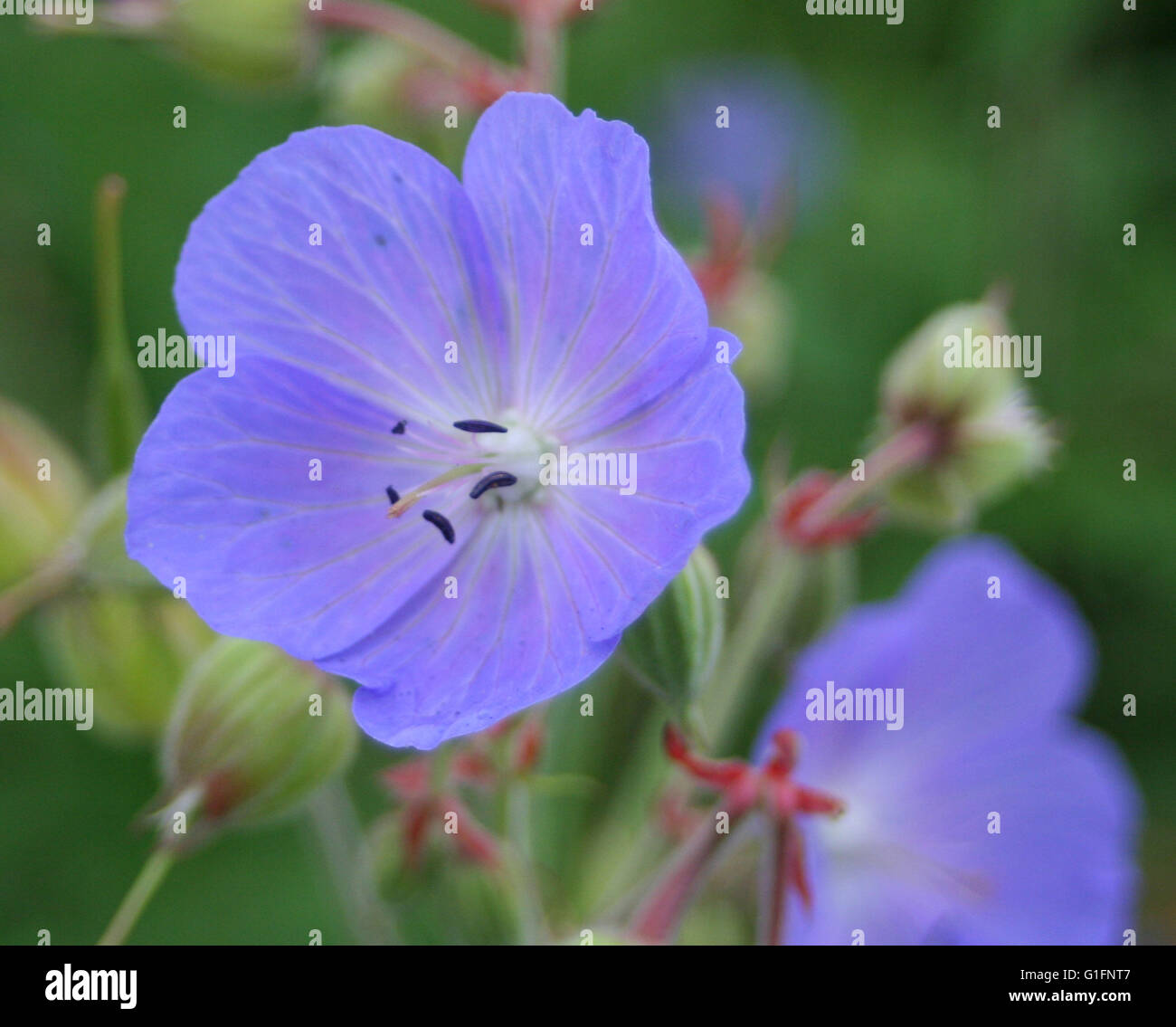 British wild flowers illustration hi-res stock photography and images ...