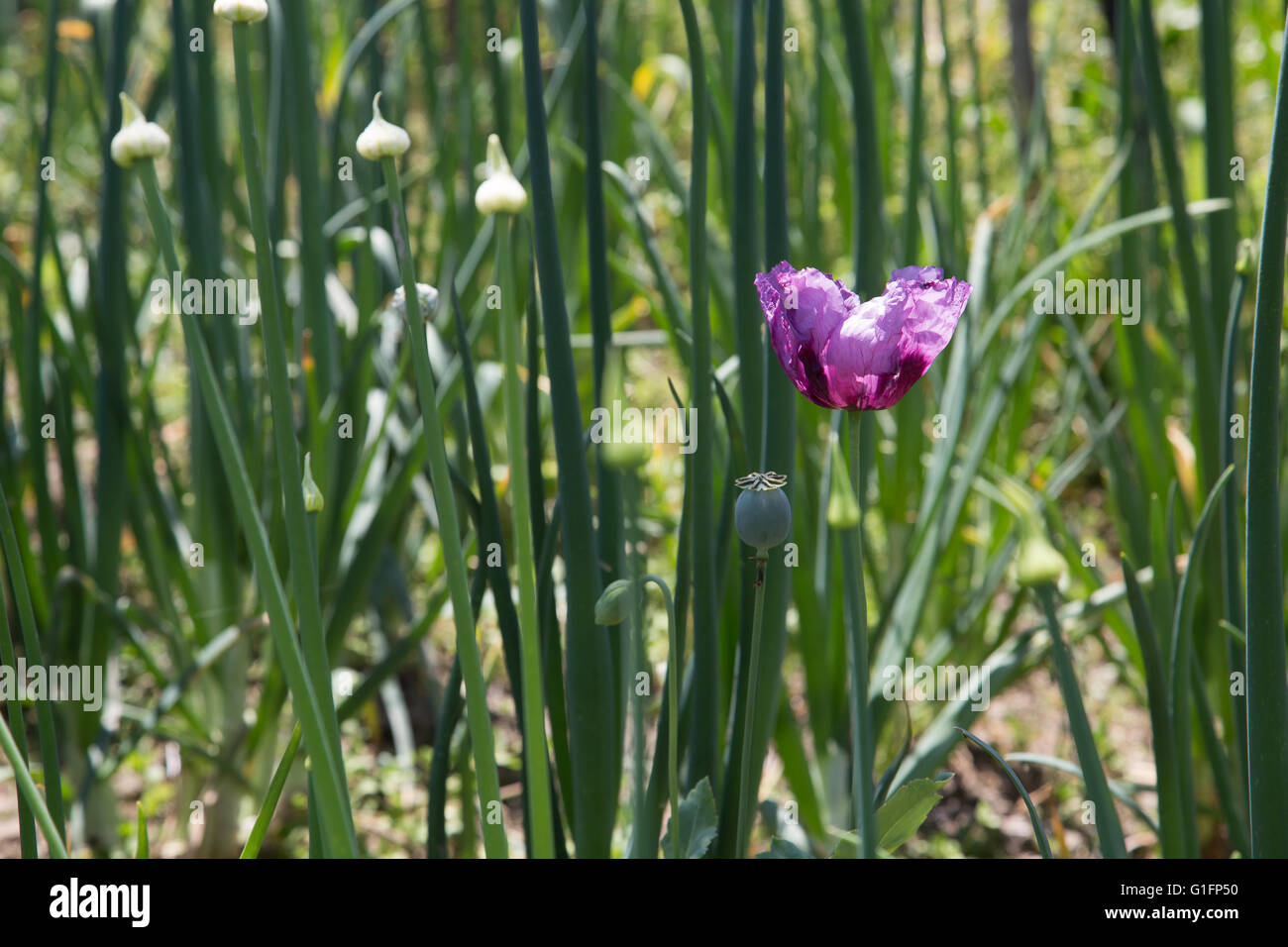 flowers opium Stock Photo