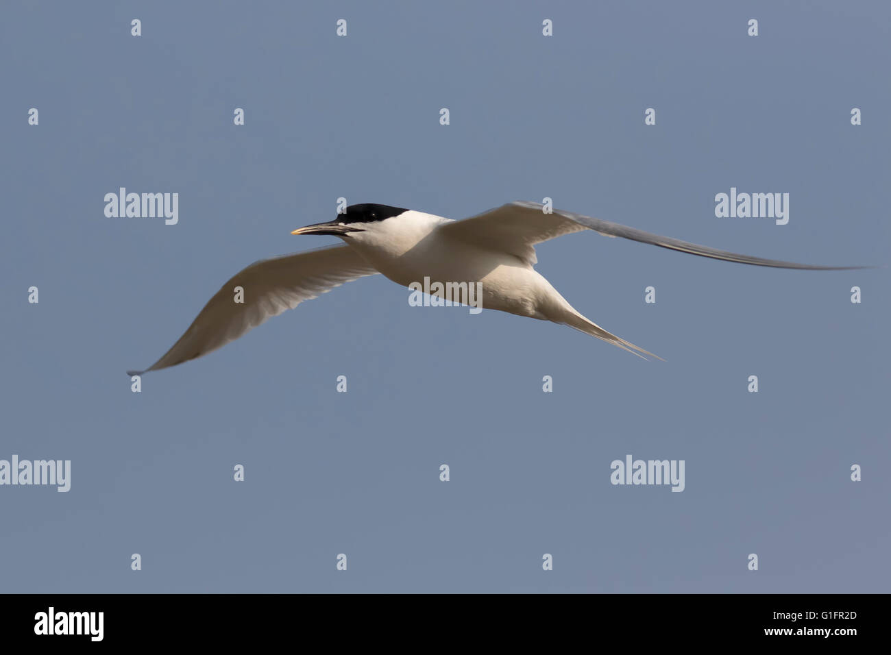 Sandwich Tern in Flight Stock Photo
