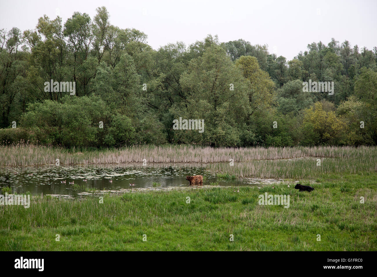 Wetland+restoration hi-res stock photography and images - Page 2 - Alamy