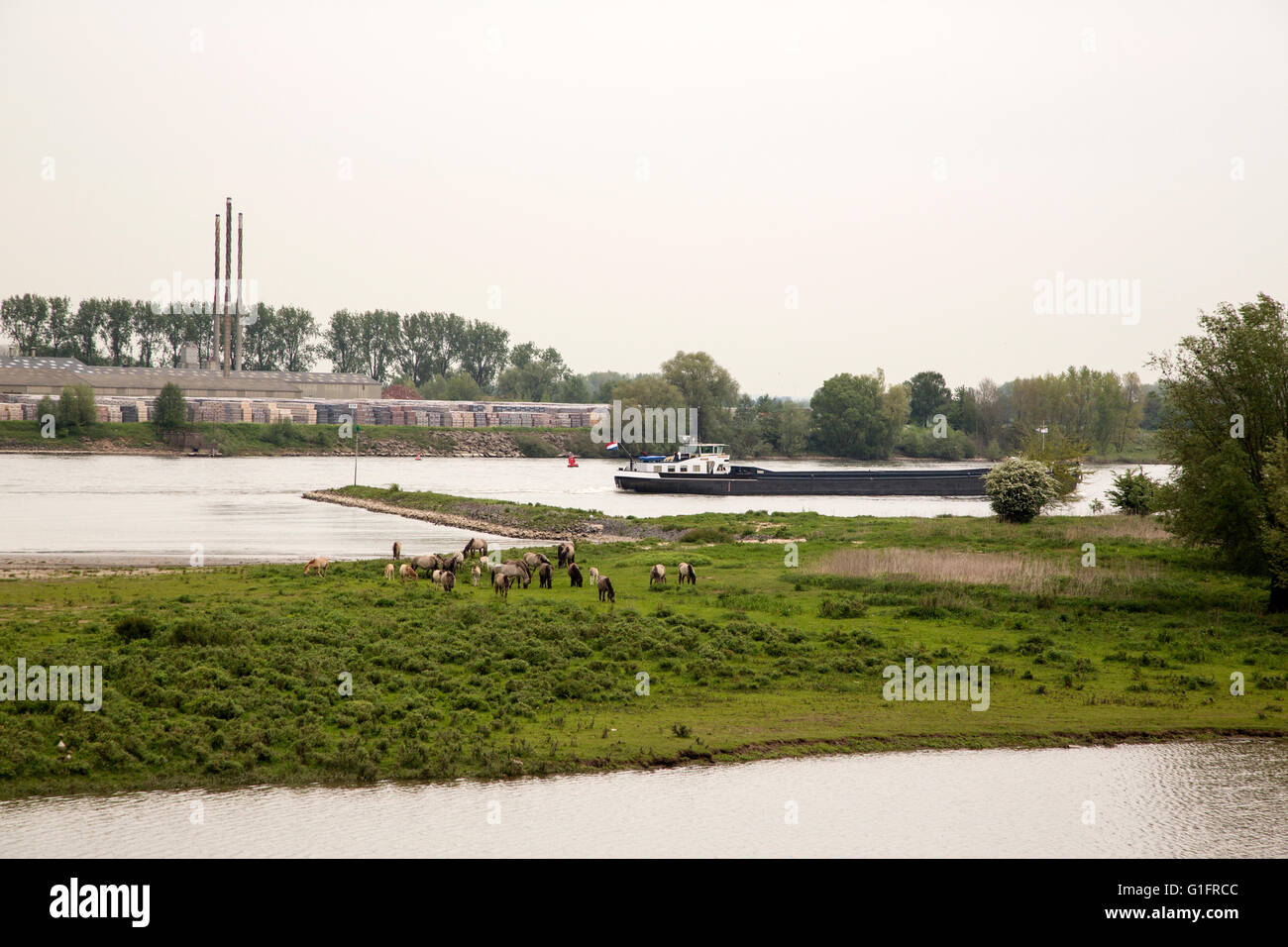 Dutch river Waal with foreland, Ooij, Gelderland, Netherlands Stock Photo