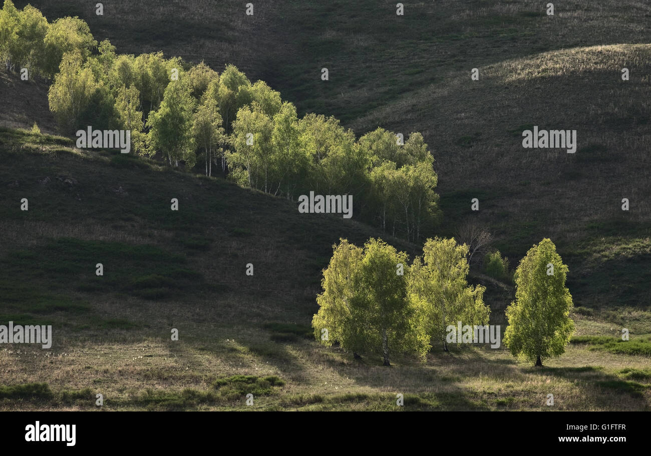 Backside illuminated trees on hill slope Stock Photo