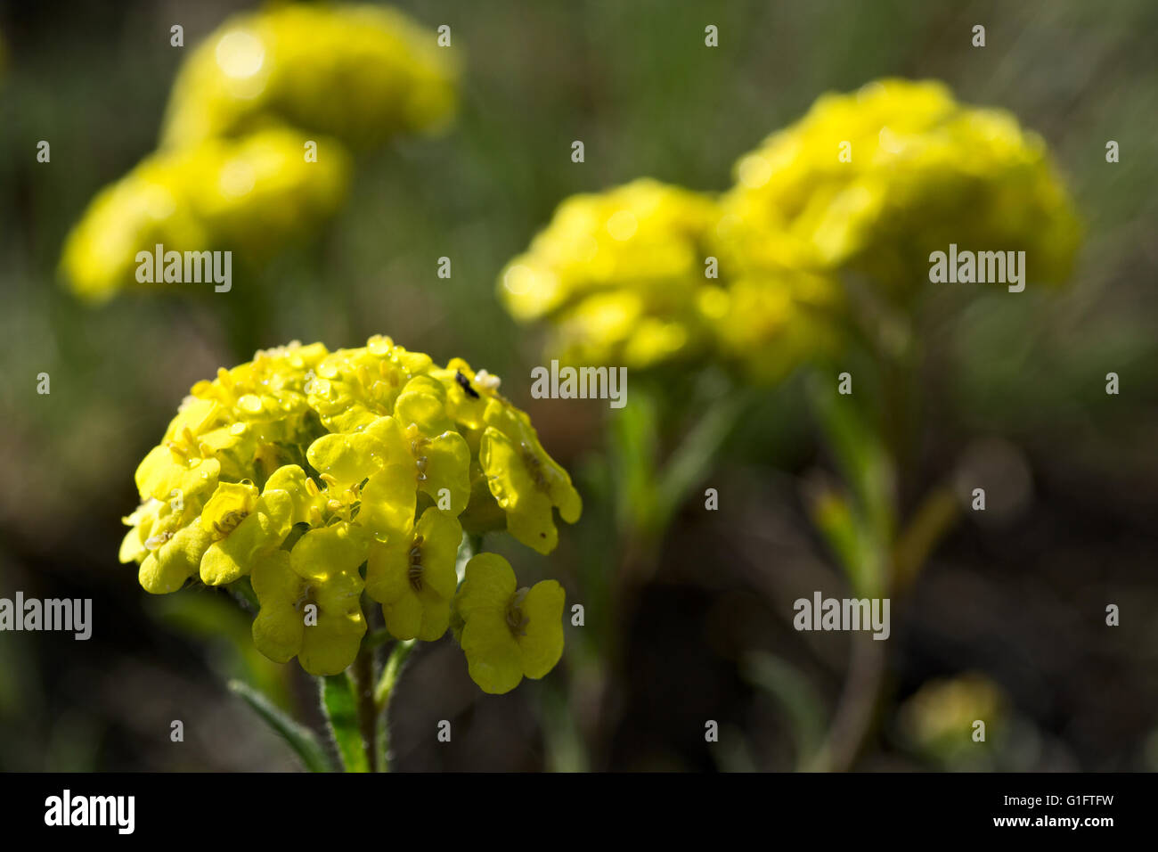 Alyssum montanum close-up with blurred background Stock Photo
