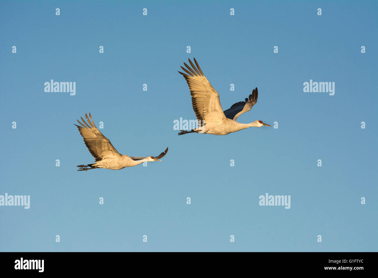 Sandhill Cranes in flight at Bosque del Apache National Wildlife Refuge, New Mexico. Stock Photo