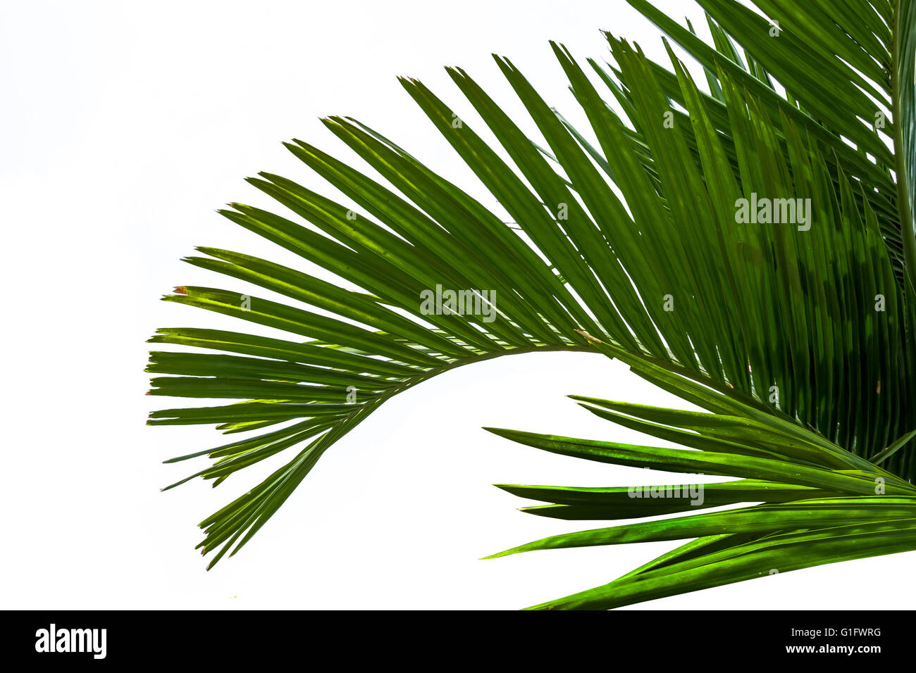 Leaves of palm tree isolated on white background Stock Photo - Alamy