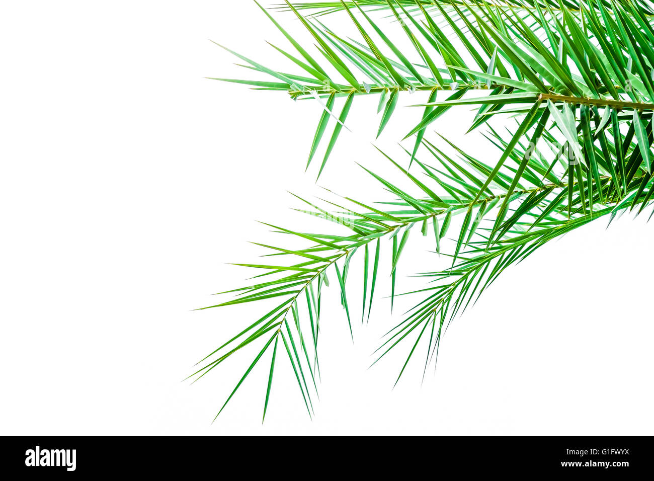 Leaves of palm tree isolated on white background Stock Photo - Alamy