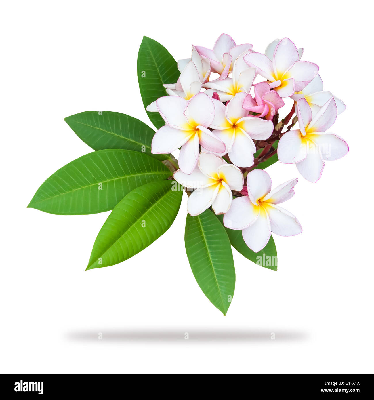 Frangipani plumeria branch isolated on white background, clipping path included Stock Photo
