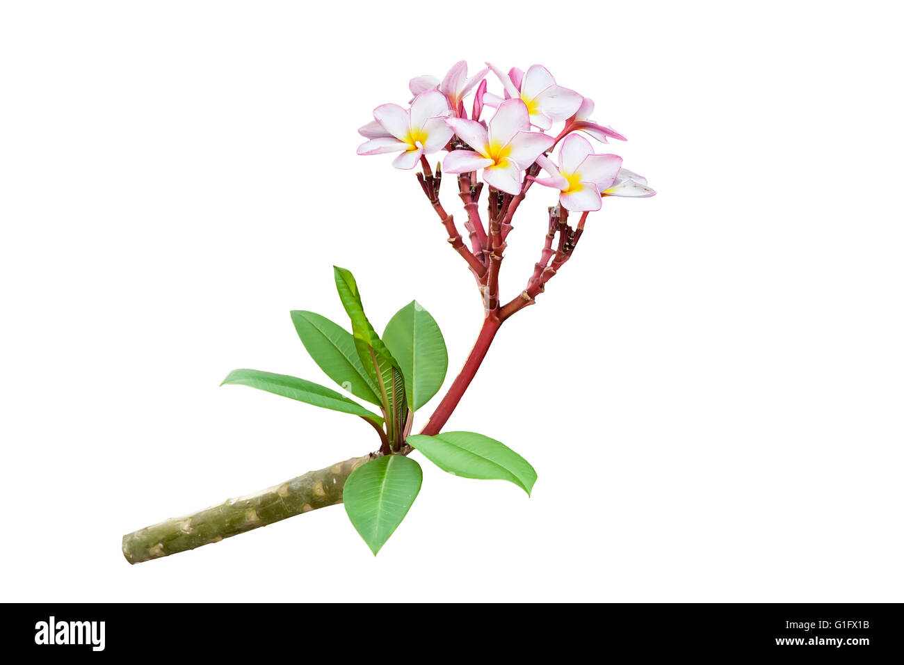 Plumeria branch hi-res stock photography and images - Alamy