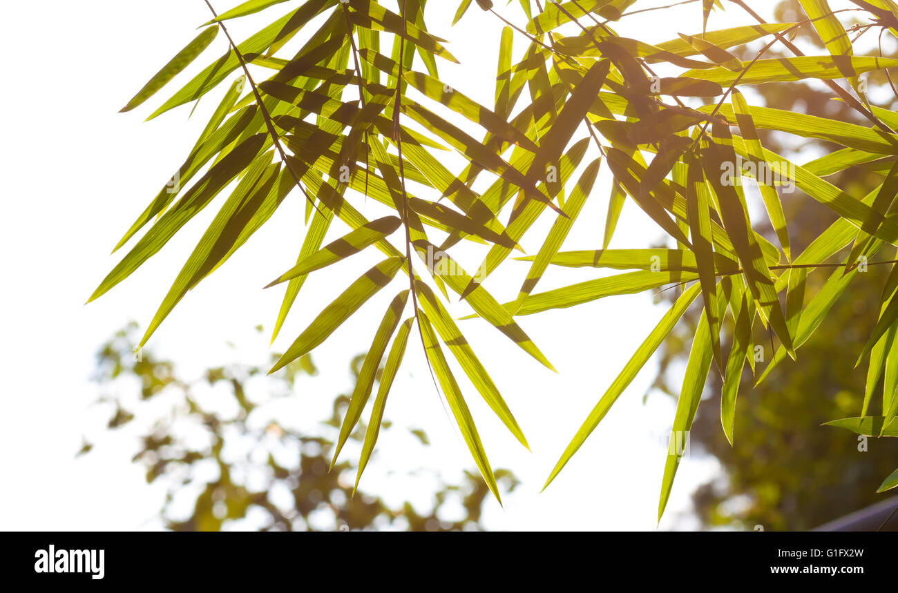 bamboo leaves with morning sunlight Stock Photo Alamy