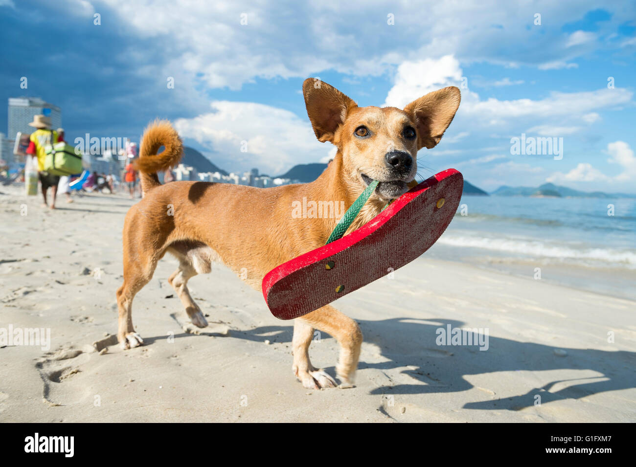 Dog flip flop hi-res stock photography and images - Alamy