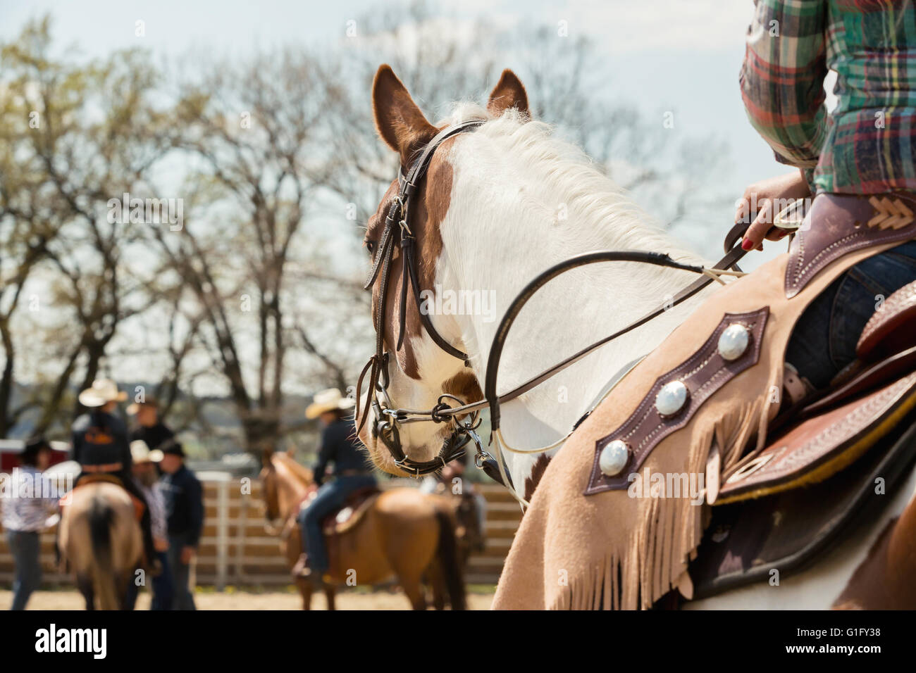 In the saddle horse on Western race, beautiful paint horse in a barrel